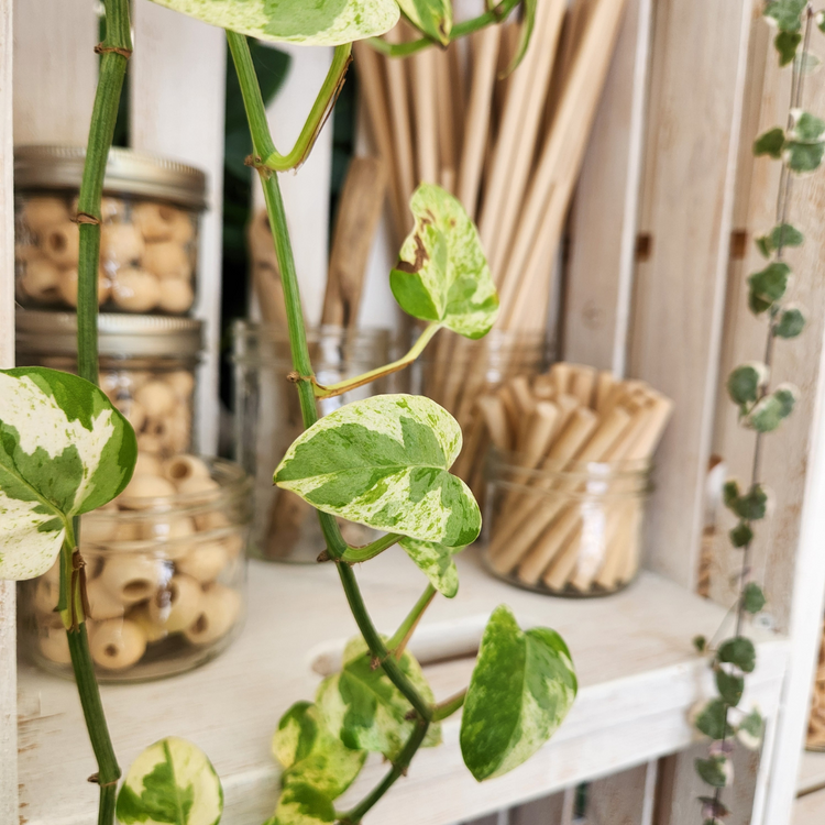 Essentiels en bois