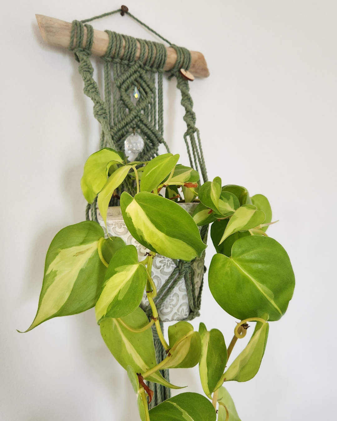 Jardinière murale & capteur de lumière | Sünna