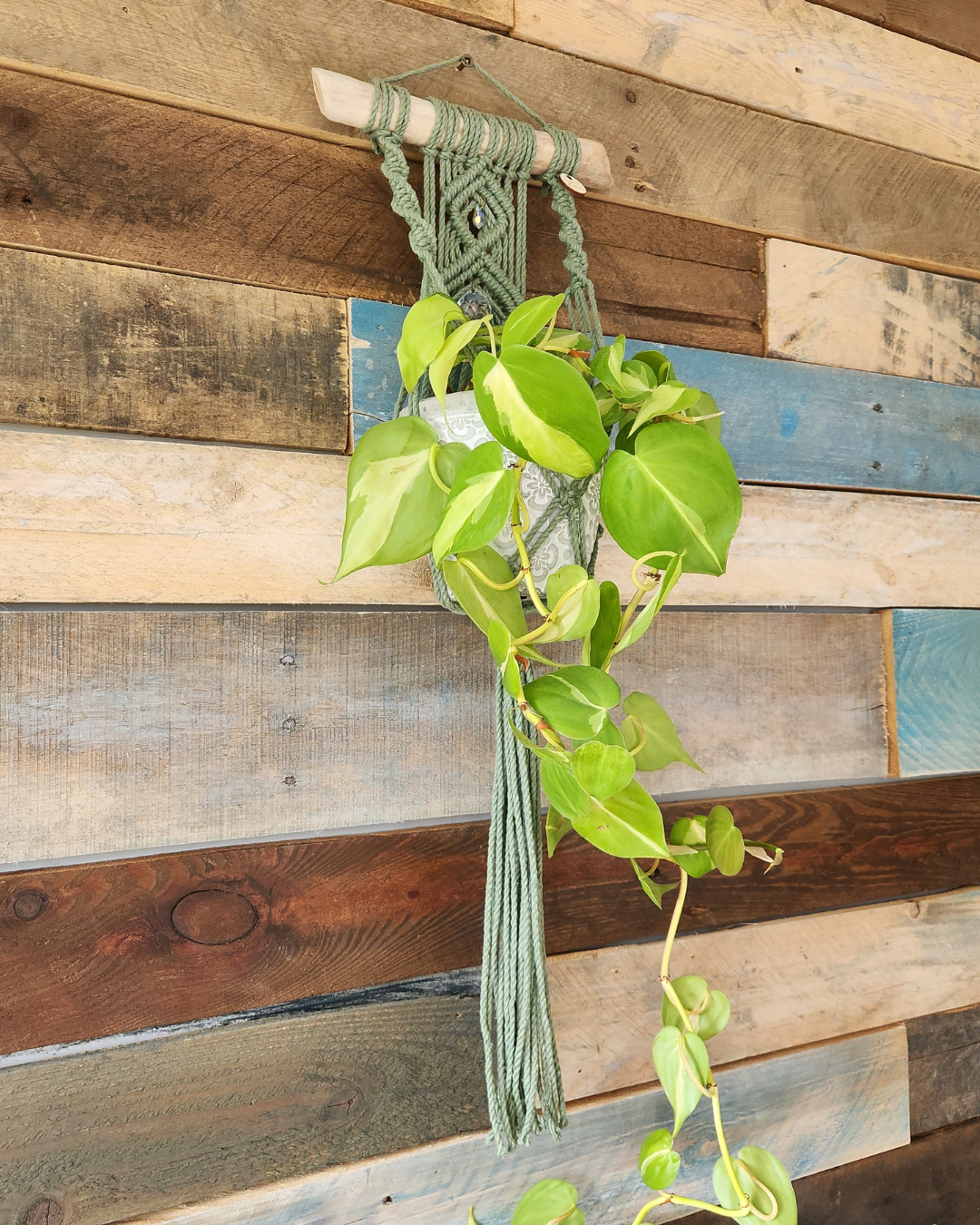 Jardinière murale & capteur de lumière | Sünna