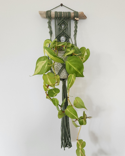 Jardinière murale & capteur de lumière | Sünna