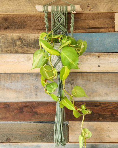 Jardinière murale & capteur de lumière | Sünna