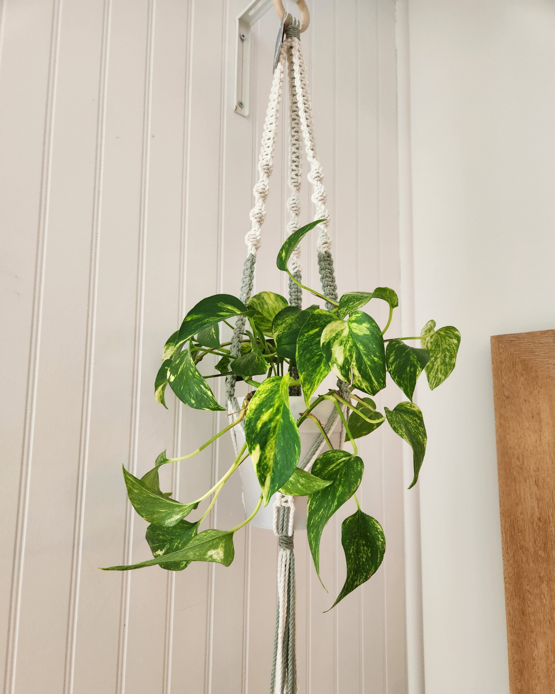 Jardinière suspendue | Milaé