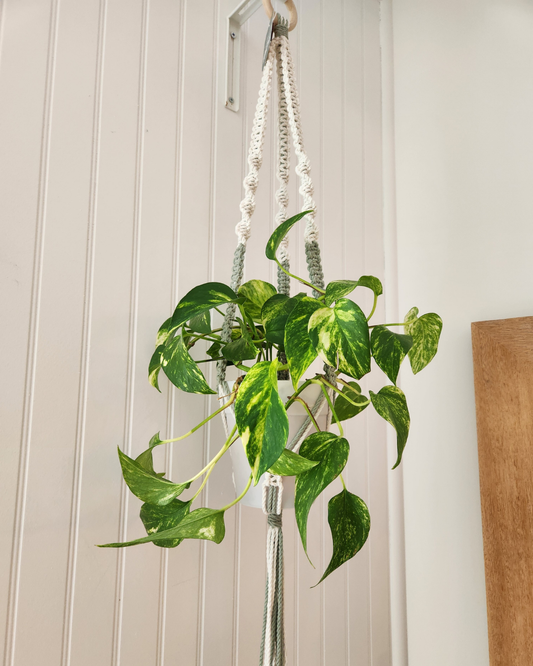 Jardinière suspendue | Milaé